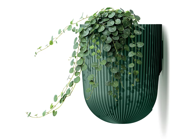 Milly Wall DMIW150 2411U roslina 02 bastenski program