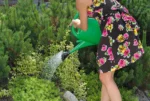 KANTA ZA ZALIVANJE SPRING - Slika 4